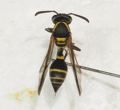 Réf. 341 317 : Polybia occidentalis